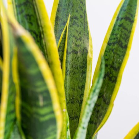 Sansevieria Trifasciata
