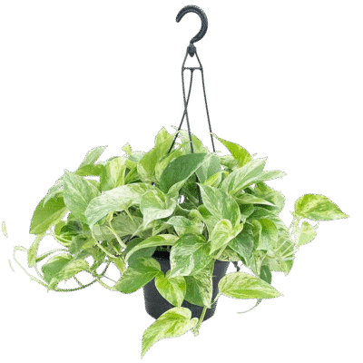 Pothos Marble Queen