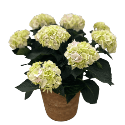 Hydrangea macrophylla (Hortensia)