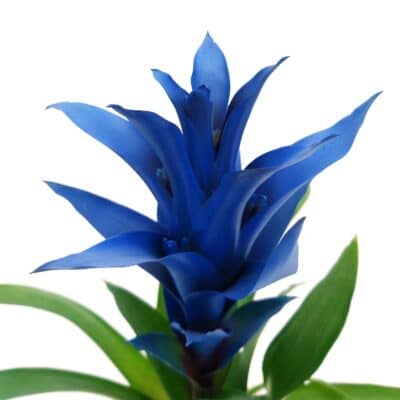 Guzmania azul
