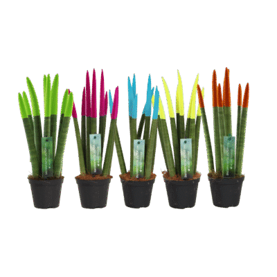 Sansevieria cylindrica Velvet by Floraila