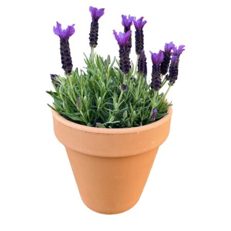 Lavanda-Stoechas-by-Floraila