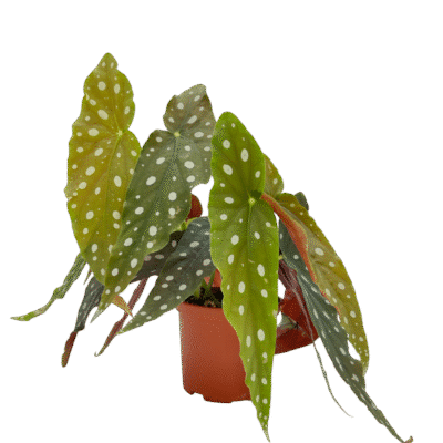 Begonia Maculata by Floraila