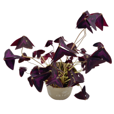 Oxalis by Floraila